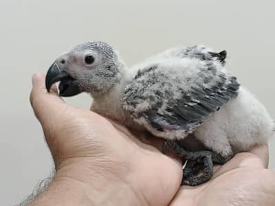 African Gray (Congo) Size Chick Available  Congo size