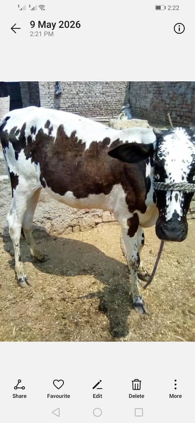 bachri qurbani k liay