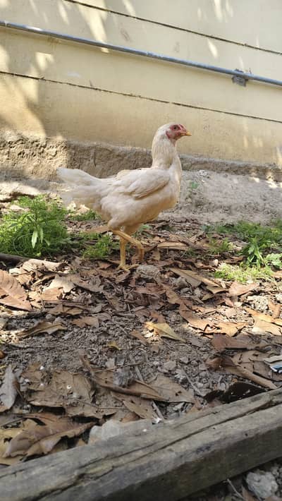 Aseel for sale