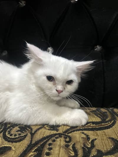 Persian cat