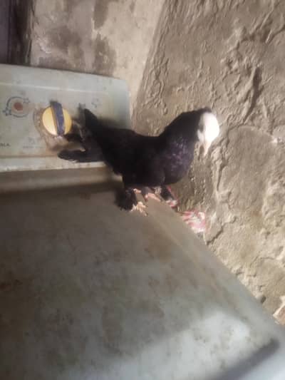 Breeder mukhi madi for sale 2500