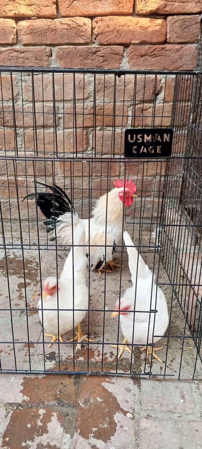 Japanese bantam trio set