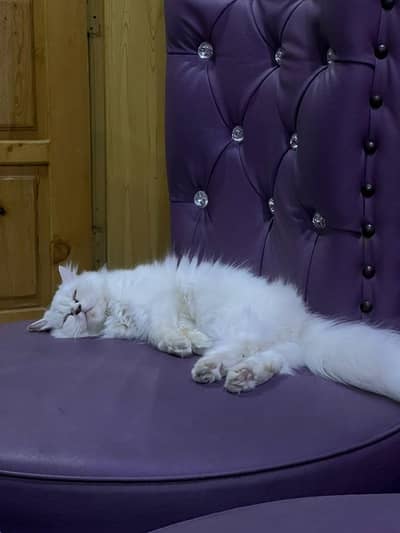 White Persian Cat (Fully Vaccinated)