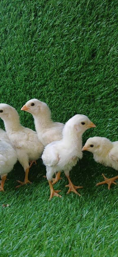 White Aseel | Heera Aseel | Aseel Chicks