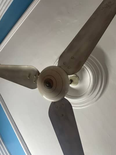 Ceiling Fans