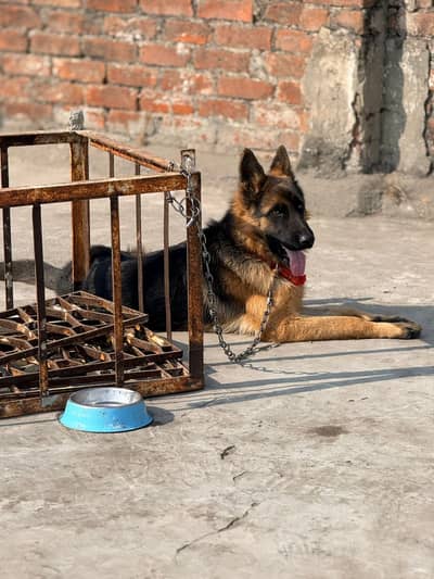 German shefered double coat non pedigree pedigree quality vaccinated