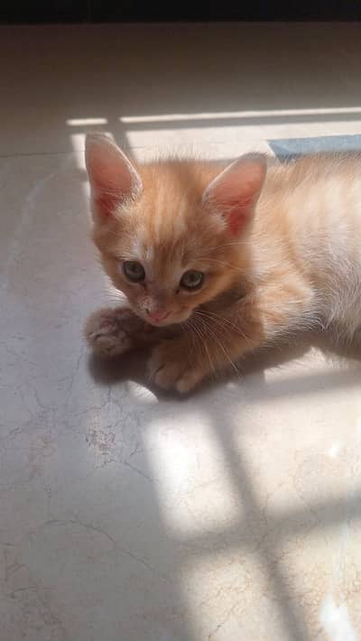 Mix breed Persian / stray kitten for sale / kitten / islamabad