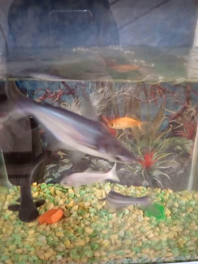 fish equarium for sale  contact Arsalan 03332366997