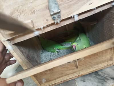 Green parrot mitho