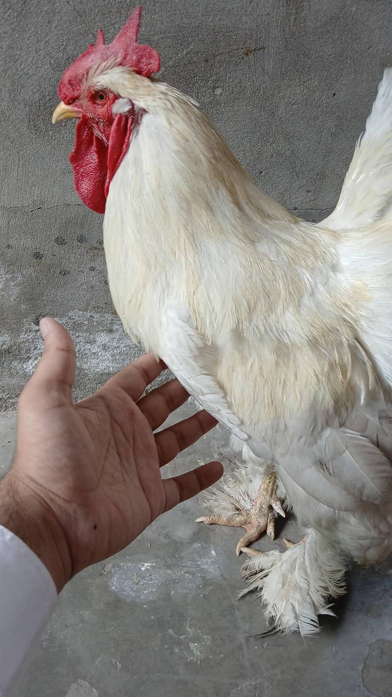 White Buff 1