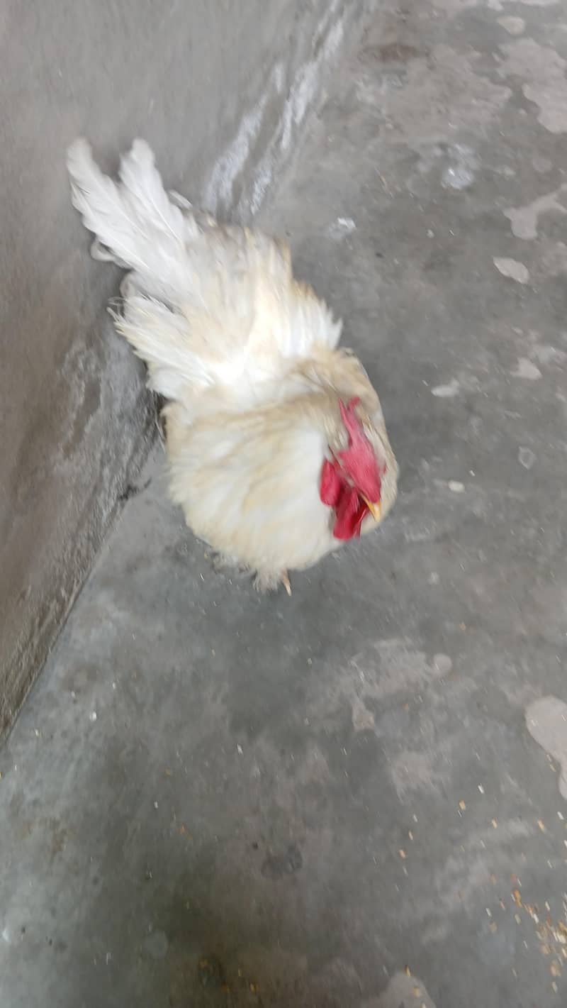 White Buff 2