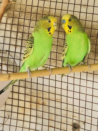 Parrot