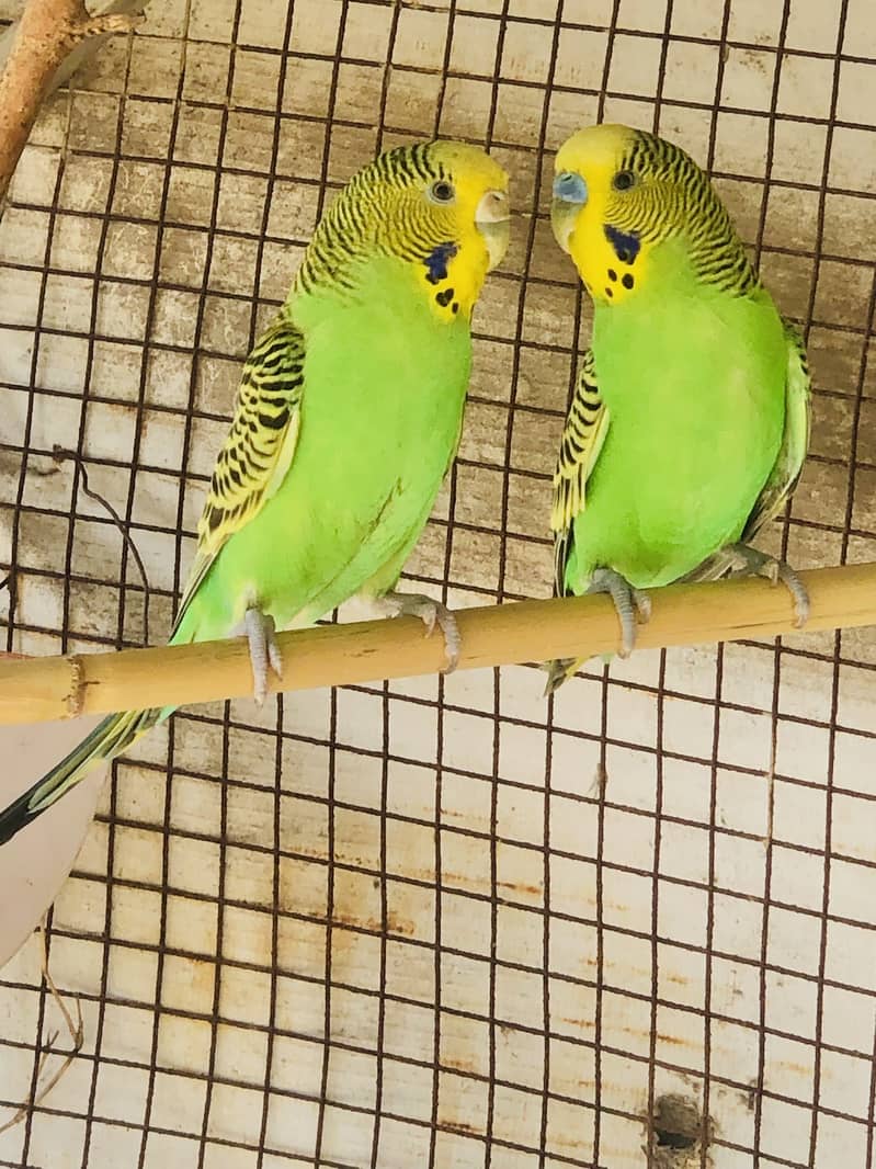 Parrot 0