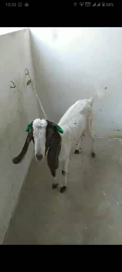 Aandu bakra