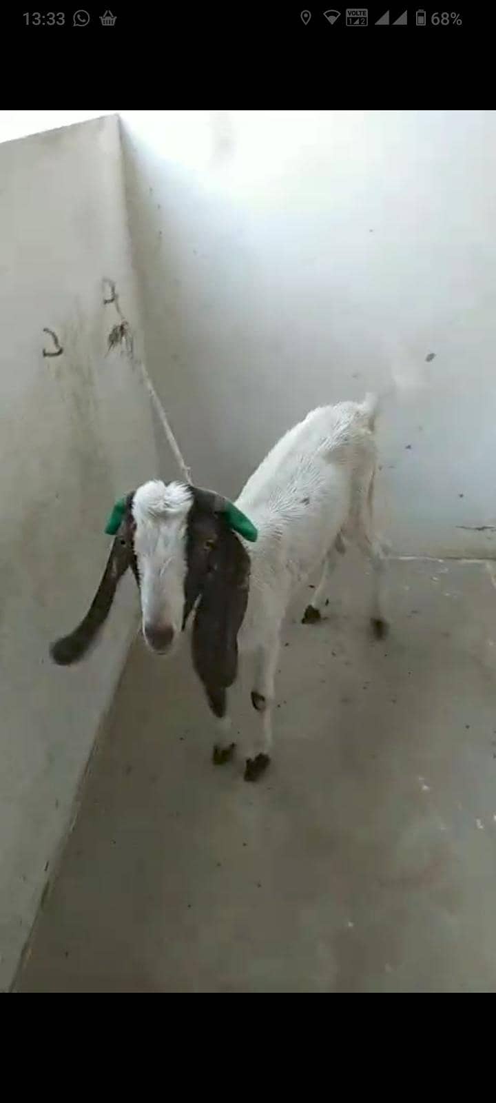 Aandu bakra 0