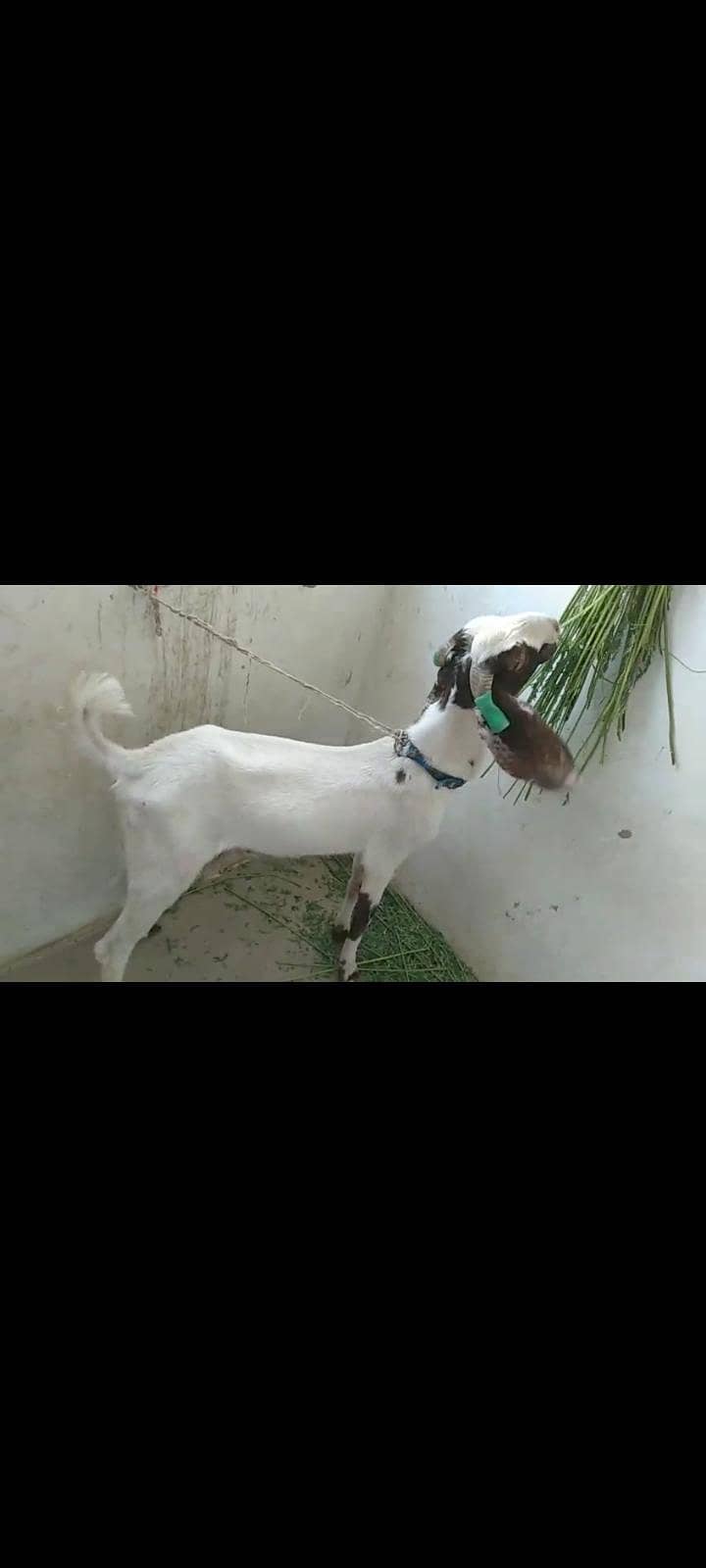 Aandu bakra 1