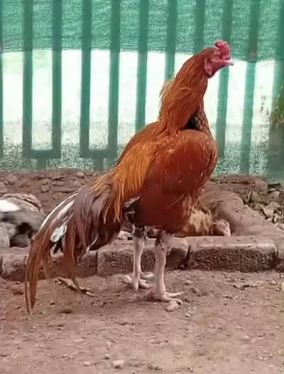 peela aseel