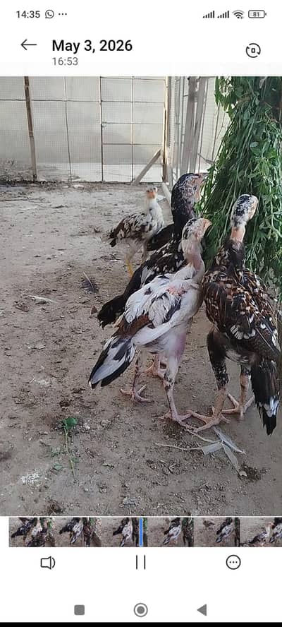 Aseel chicks 3