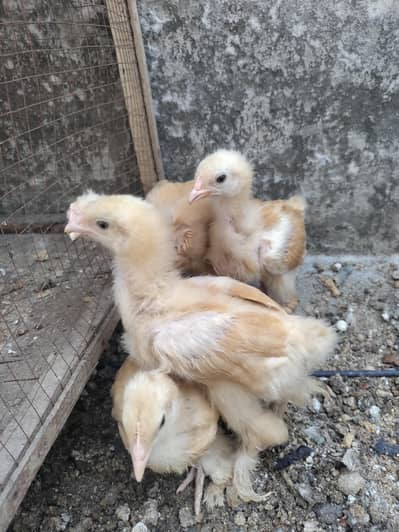 Golden buff chicks
