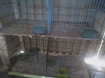 birds cage