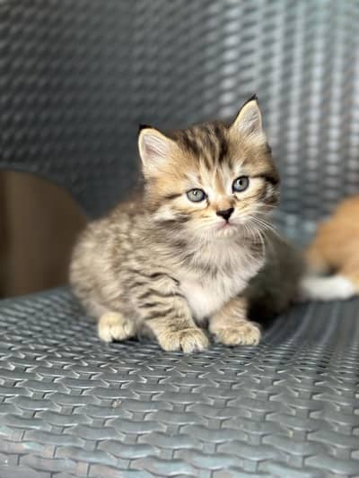 Kitten’s beauty