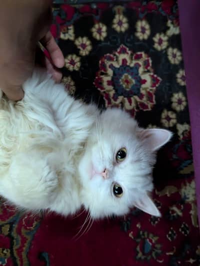 Pure Persian Cat