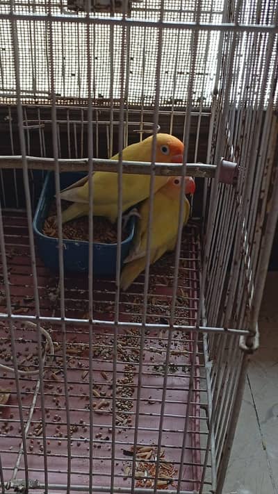 Cremino pair for sale
