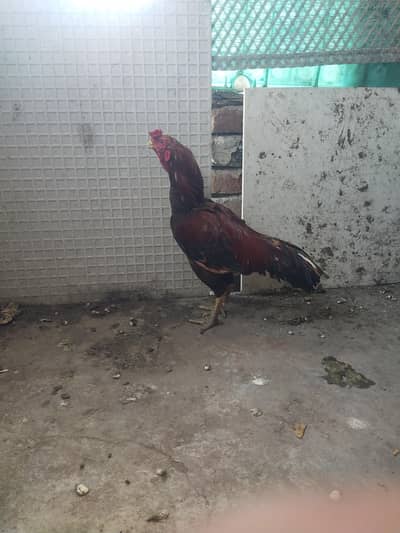 aseel breedar male