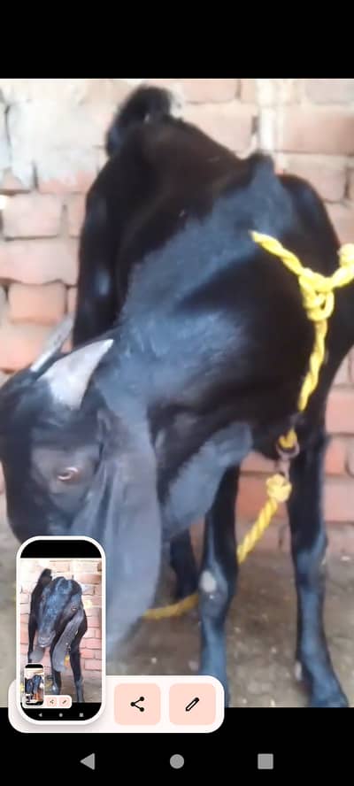 2 daant Qurbani k lia best