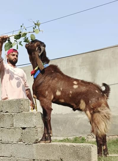 قربانی کہ لے شیرہ بيتل بكرا صافی وزن ایک من سے زیادہ ۔