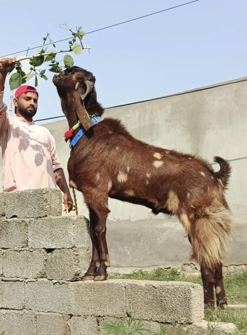 قربانی کہ لے شیرہ بيتل بكرا صافی وزن ایک من سے زیادہ ۔ 1