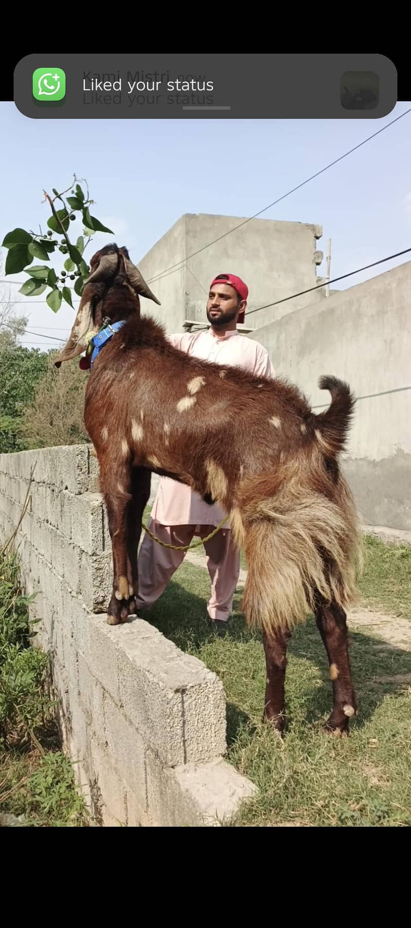 قربانی کہ لے شیرہ بيتل بكرا صافی وزن ایک من سے زیادہ ۔ 3