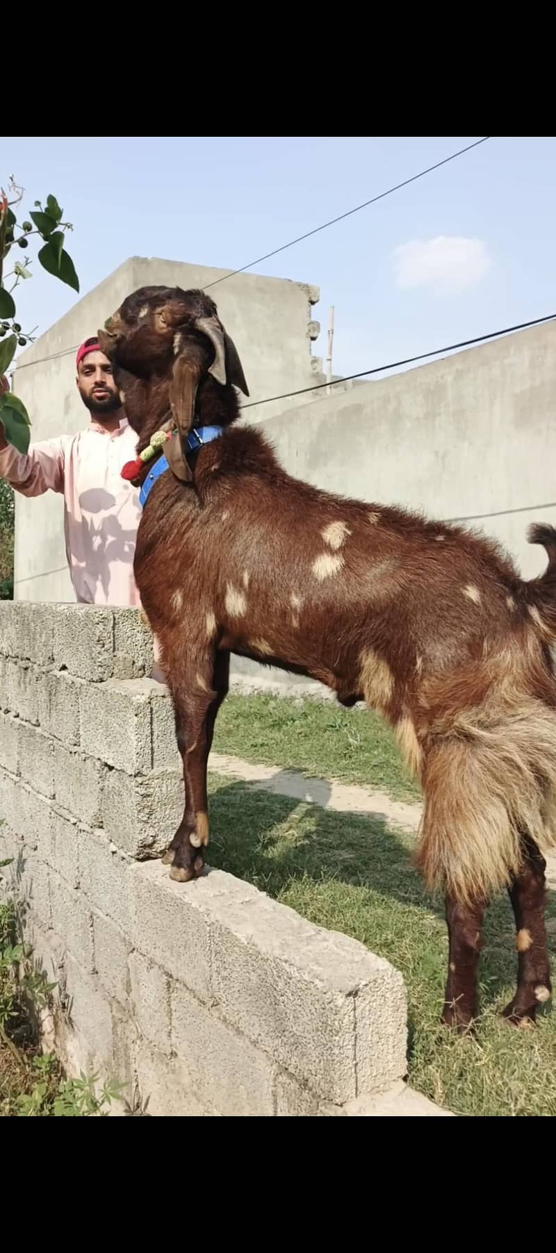 قربانی کہ لے شیرہ بيتل بكرا صافی وزن ایک من سے زیادہ ۔ 4