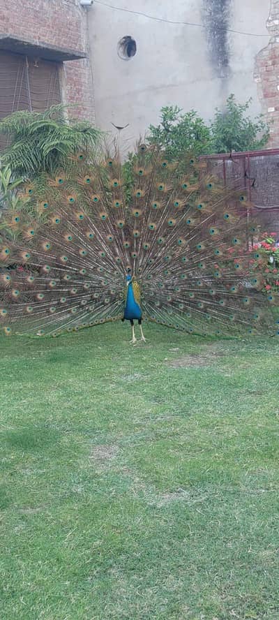 Royal palm Turkey breeder pair And black shoulder peacock chicks 