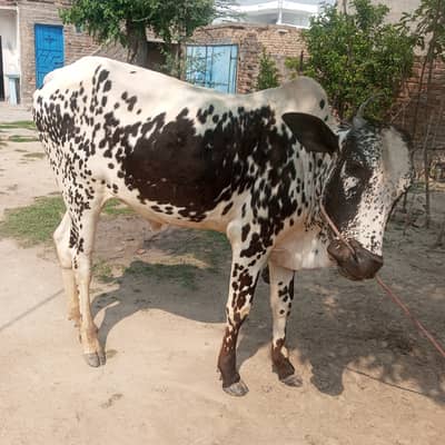 Fathgangi dasi bull