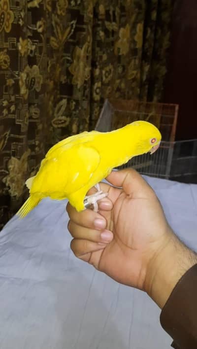 Yellow Ringneck Handtamed  Chick
