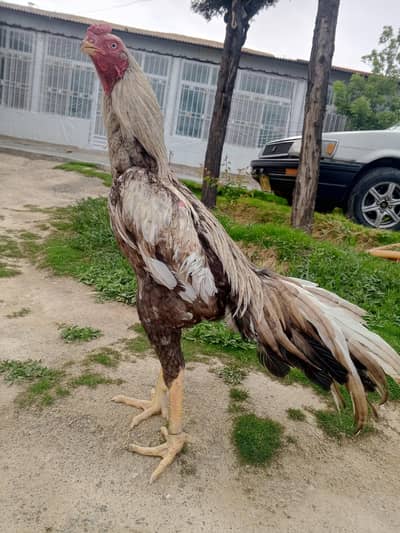 High Quality Indiian parot beak