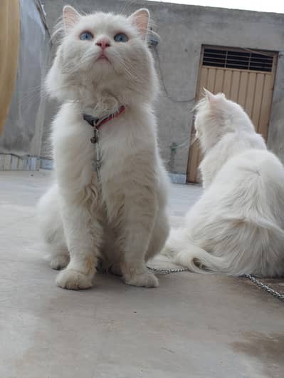 Persian Cats Male and Female