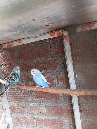 urgent sale for breeder bugies pair