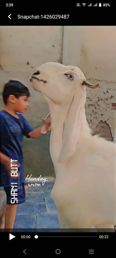 Path for sale Qurbani Goats for Sale – Premium Quality