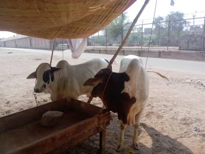 3 bara janwar 2026 ki qurbani ke liya available hai 03265300290