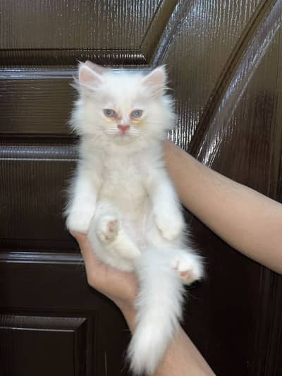 Persian kittens for Sale
