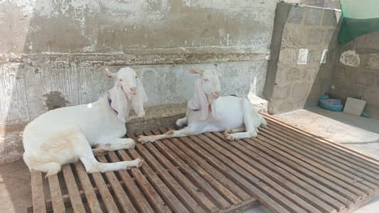 Gulabi Bakra Jodi fresh 2 dant
