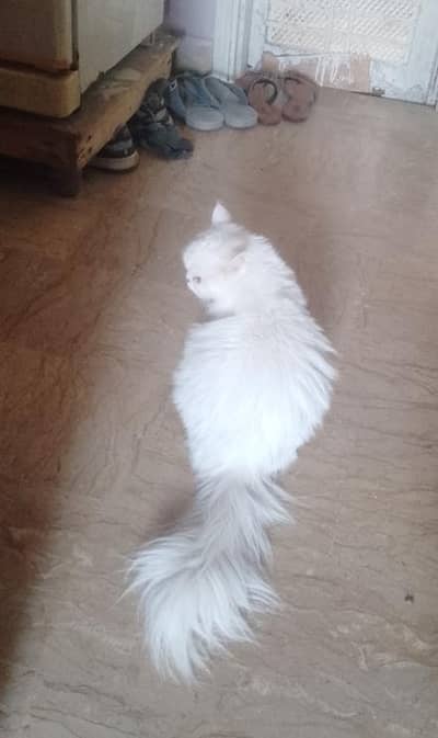 punch face breeder female cat