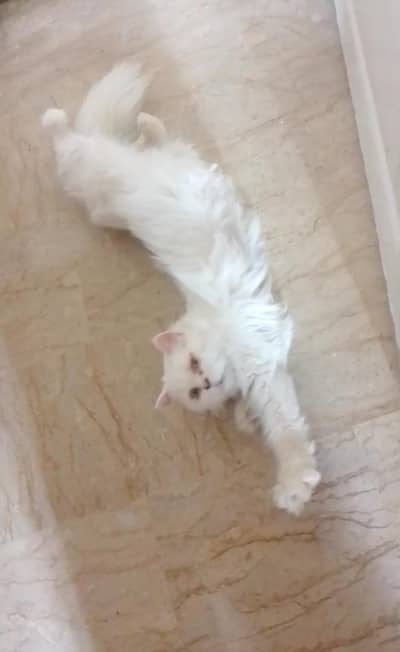 punch face breeder female cat