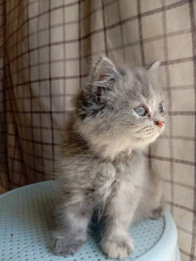 Persian Cat Triple Coated