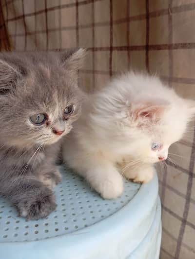 Persian Cat Triple Coated