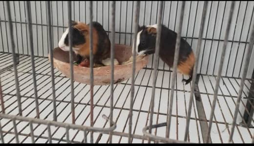 Gini Pig Pair for sale-03174390282 for call and WhatsApp