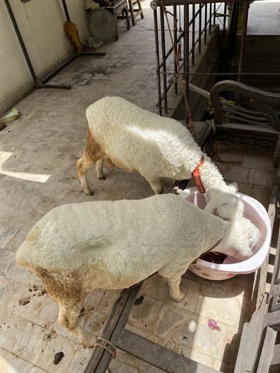 2 Dumba nar (2 sheep male) for sale