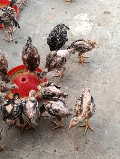Aseel pathy pathiyan/ chuzay for sale